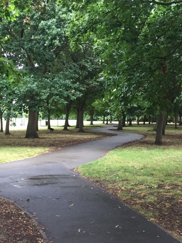 Pathway snaking through the trees 
